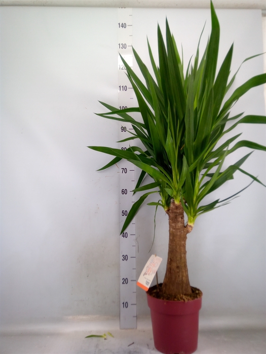 <h4>Yucca elephantipes   ...</h4>