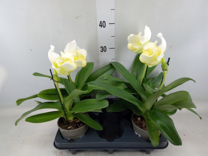 <h4>Paphiopedilum american hybride mix</h4>