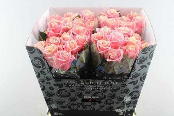 <h4>R Gr Adele L70</h4>