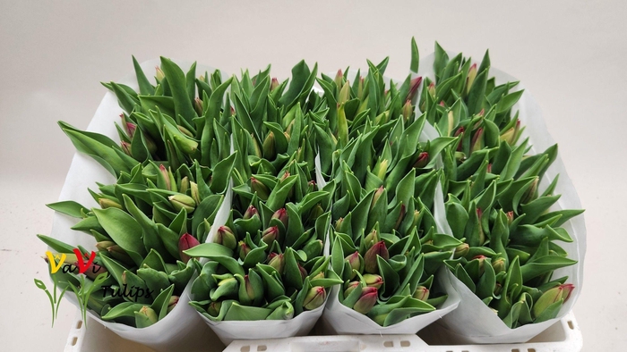 <h4>TU EN LOVEFLIGHT</h4>