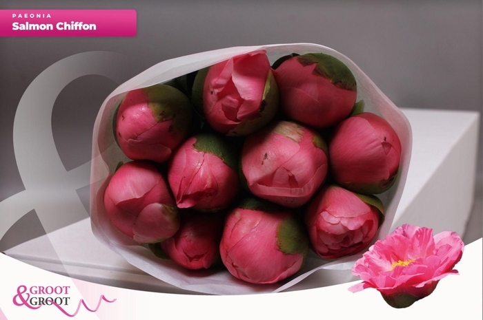 <h4>Paeonia Salmon Chiffon</h4>