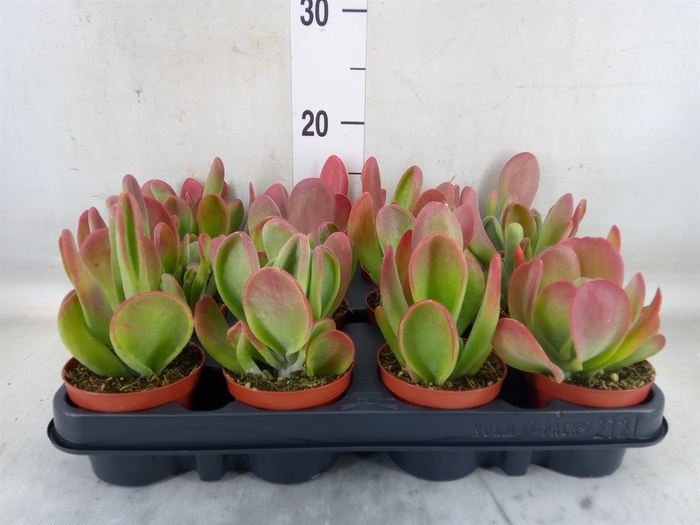 <h4>Kalanchoe NF   ...</h4>