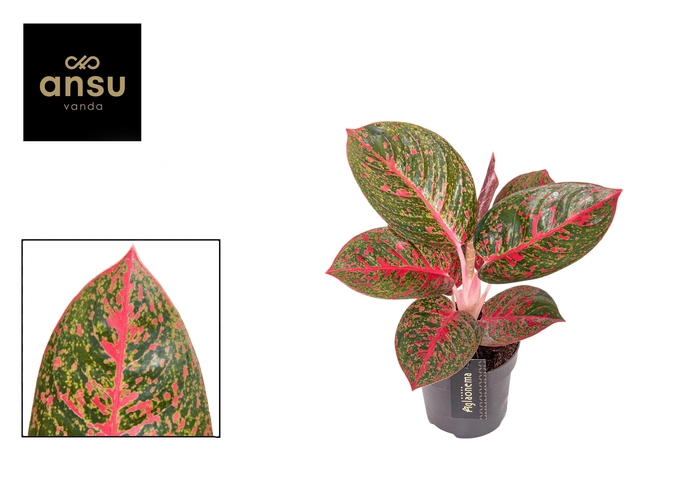 <h4>Aglaonema Red Sprinkles</h4>