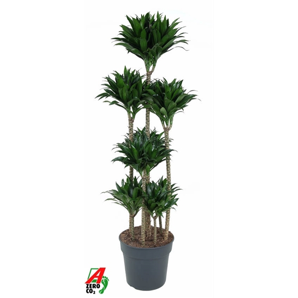 <h4>Dracaena compacta 120-carrousel</h4>