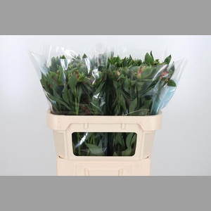 Alstroemeria Fashionista Sofiena 70