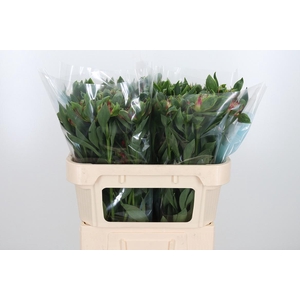 Alstroemeria Fashionista Sofiena 70