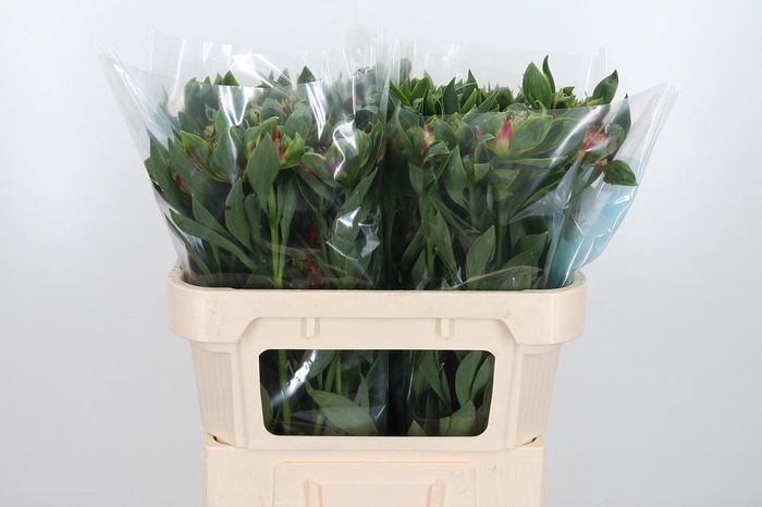 <h4>Alstroemeria Fashionista Sofiena 70</h4>