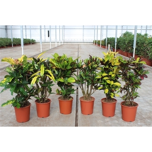 Codiaeum mix (Croton mix)