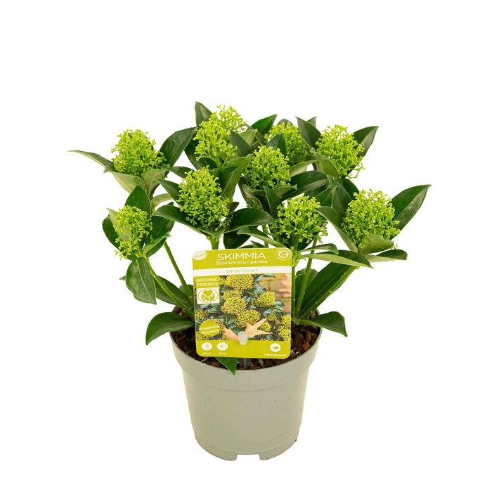 <h4>Skimmia japonica White Dwarf</h4>