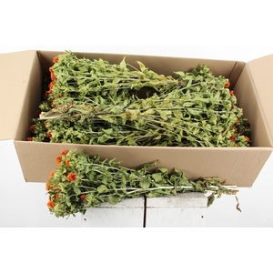 Df Carthamus Orange Bs 160g