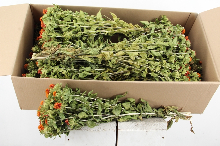 <h4>Df Carthamus Orange Bs 160g</h4>