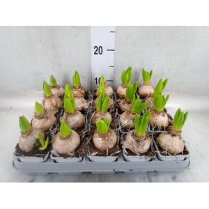 Hyacinthus orie. 'Pearl White'