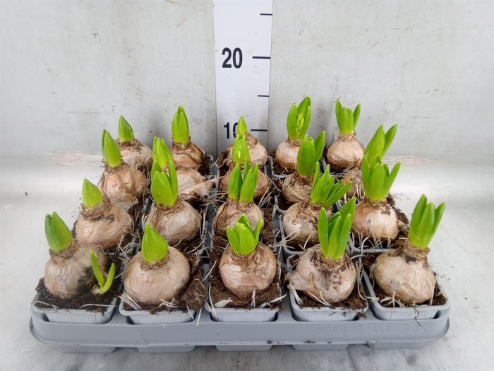 <h4>Hyacinthus orie. 'Pearl White'</h4>