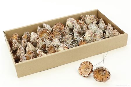 Stem Prot.comp.ros Mini