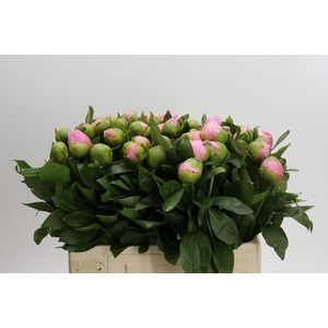 Paeonia Michel's Choice