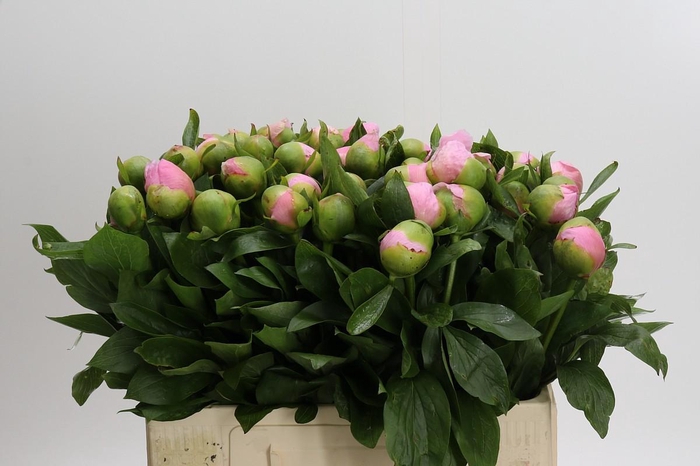 <h4>Paeonia Michel's Choice</h4>