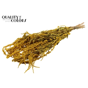 Hang Amaranthus ±70cm p/bunch Yellow