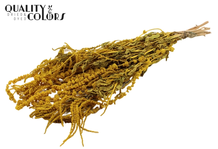 <h4>Hang Amaranthus ±70cm p/bunch Yellow</h4>