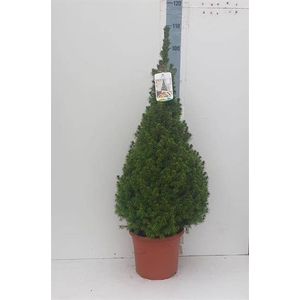 PICEA GL CONICA