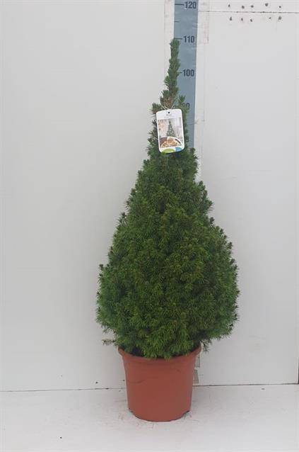 PICEA GL CONICA