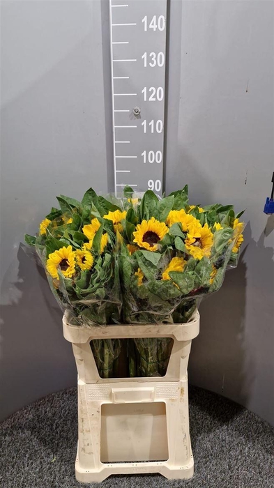 Helianthus Vincent's Choice