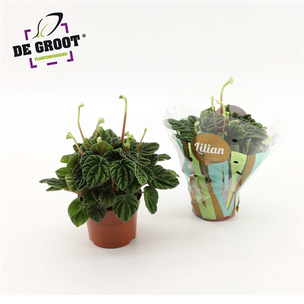 <h4>Peperomia Lilian</h4>