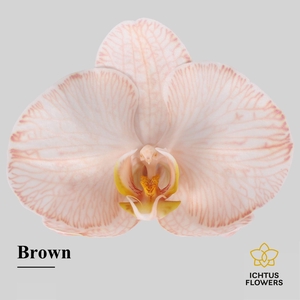 Phalaenopsis