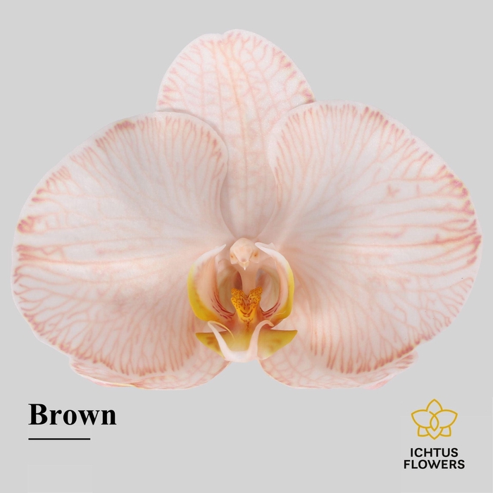 <h4>Phalaenopsis</h4>