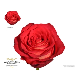 Rosa Premium Iguazu