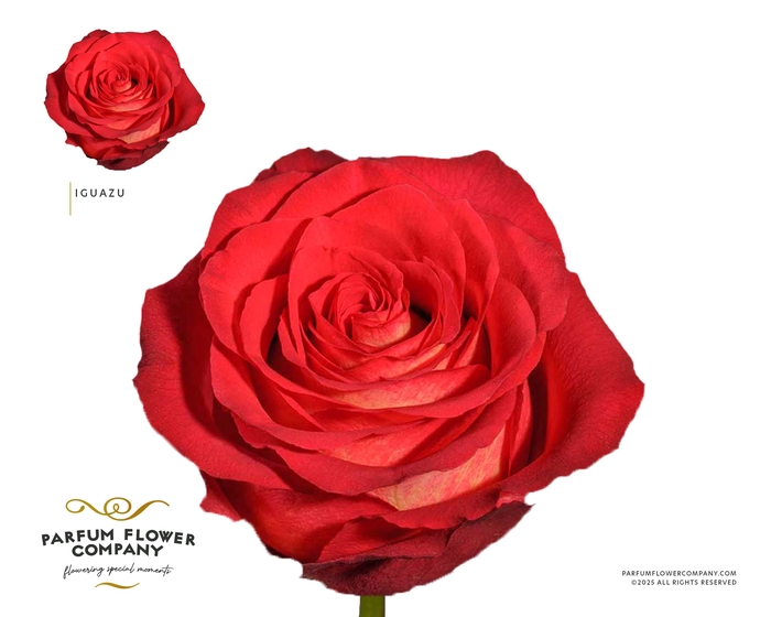 <h4>Rosa Premium Iguazu</h4>