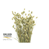 Dried Phalaris Canariensis Natural
