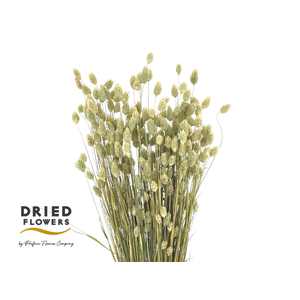 Dried Phalaris Canariensis Natural
