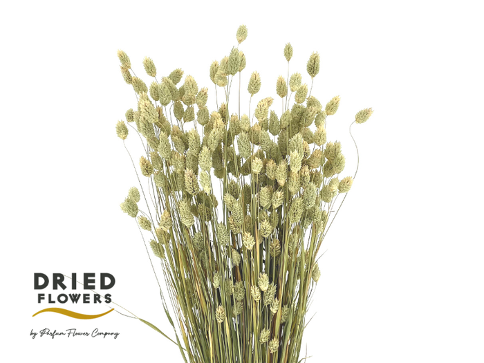 Dried Phalaris Canariensis Natural