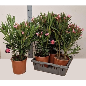 NERI OLEANDER