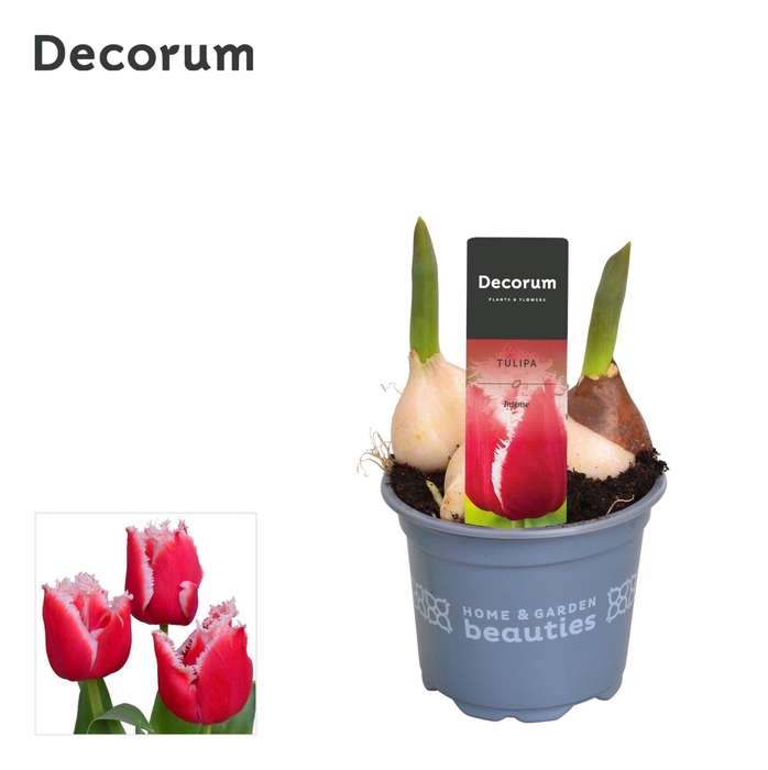 <h4>Tulp Intense</h4>
