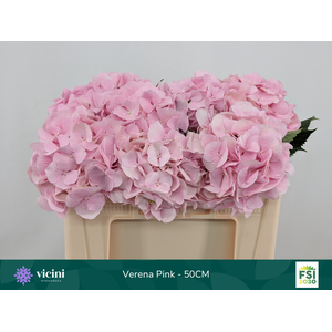 Hydr Verena Pink 50 cm Vicini