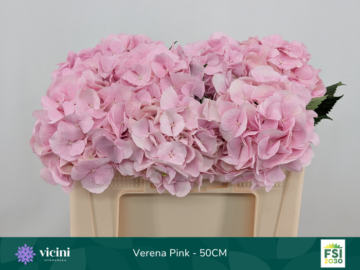 <h4>Hydr Verena Pink 50 cm Vicini</h4>