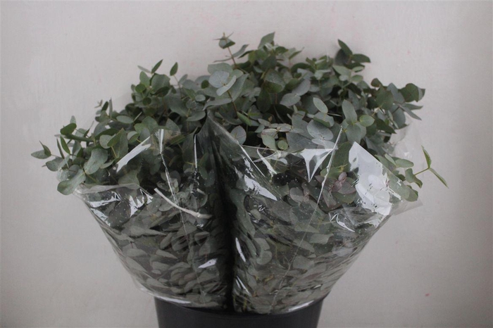 <h4>Cinerea Short 150gr</h4>