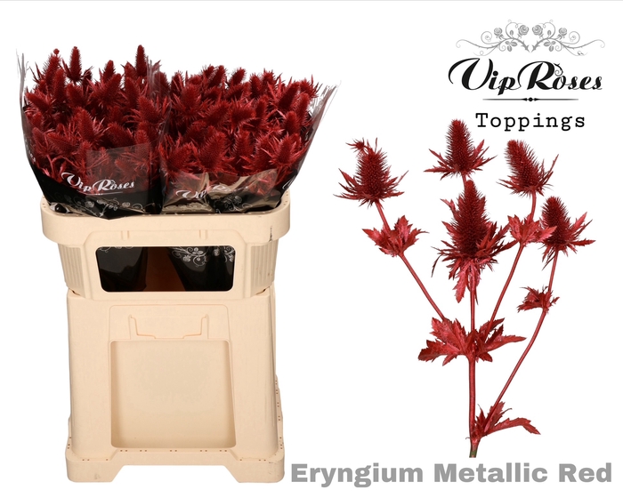 ERYNGIUM SUPERNOVA METALLIC RED 70cm