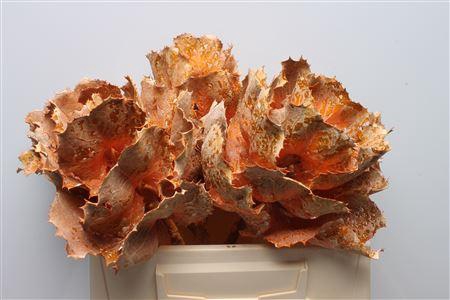 <h4>Hakea Victoria Orange Frosted</h4>