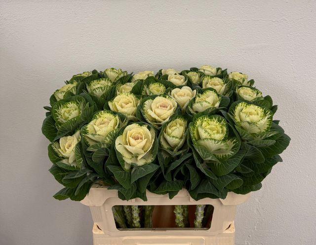 <h4>BRASS WHITE CRANE</h4>