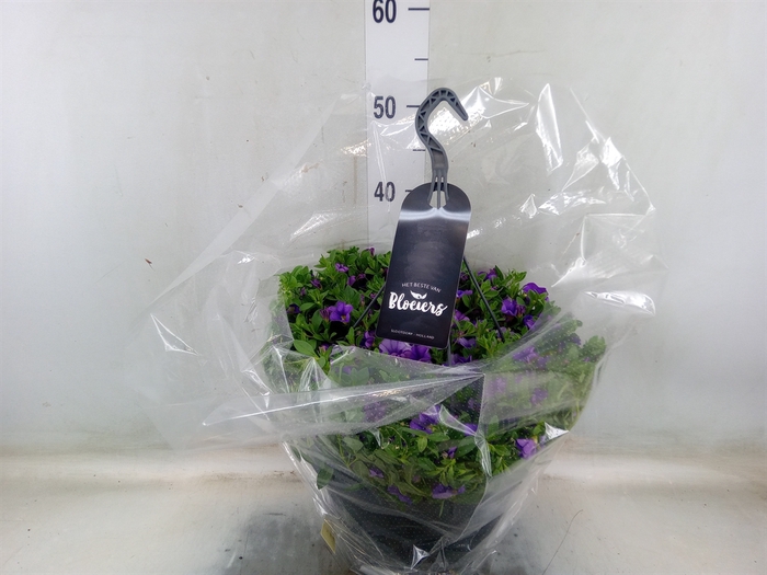 <h4>Calibrachoa   ...</h4>
