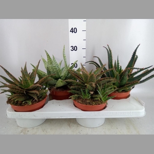 Aloe   ...