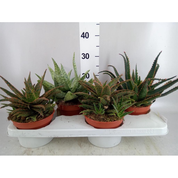 <h4>Aloe   ...</h4>