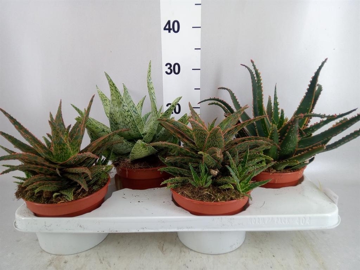 <h4>Aloe   ...</h4>