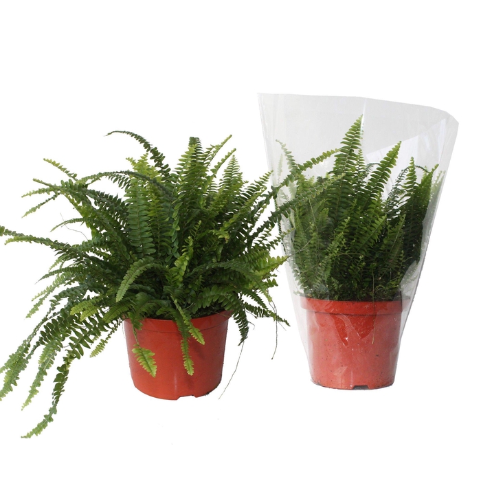 <h4>Nephrolepis Green Lady MET hoes</h4>