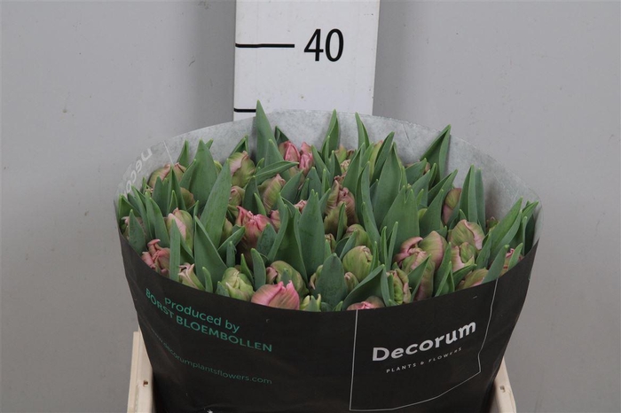 <h4>Tu Pa Marvel Parrot</h4>