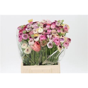 Ran Andrea Cappuccin