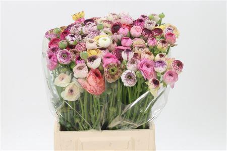 <h4>Ran Andrea Cappuccin</h4>