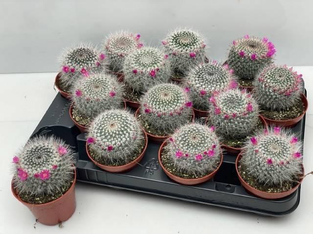 <h4>CACTUS BLOEIEND</h4>